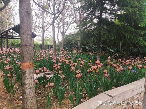 郑州澍青吃瓜,吃瓜群众的欢乐盛宴