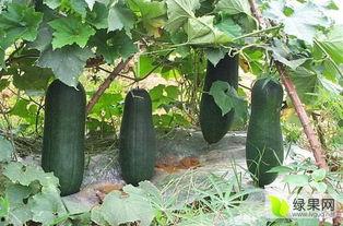 金乡吃瓜电话录音,一场惊心动魄的幕后大戏