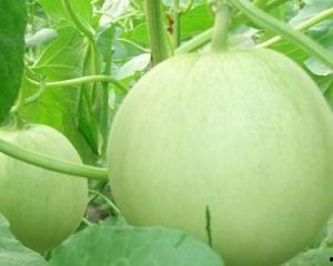 孕妇可以吃瓜花,瓜花，孕妇的天然营养佳品