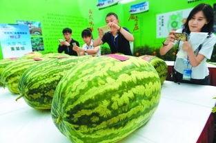 51吃瓜北京朝阳热心,揭秘北京朝阳热心人士的暖心故事”