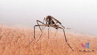 带你吃瓜杀蚊子,夏日驱蚊美食攻略