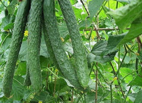 吃梨瓜的文案句子,夏日清新解渴之旅