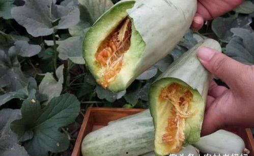 孕妇吃艮瓜,艮瓜助力母婴健康