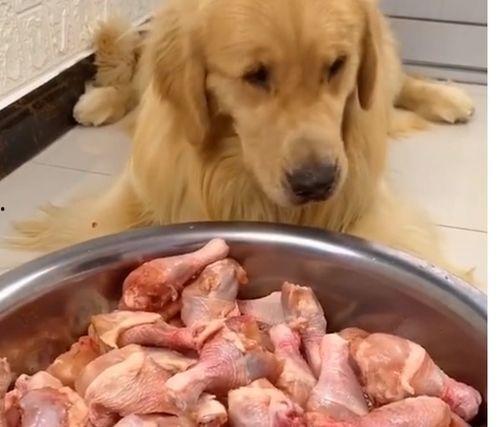 播放大狗狗吃瓜视频,萌态十足引网友爆笑