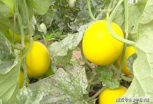 初七吃瓜,揭秘娱乐圈的甜蜜与苦涩