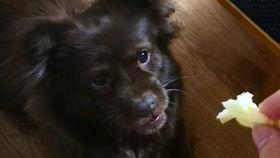 狗子上树吃瓜,一场意外的田园趣事