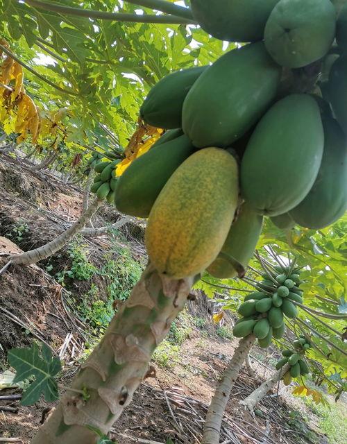 西双版纳吃瓜视频,吃瓜视频带你领略热带风情