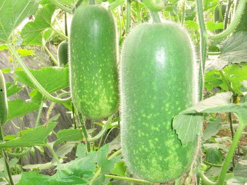 XYG吃瓜事件,揭秘娱乐圈背后的真相与争议