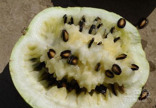 籽瓜为啥砸着吃,探寻传统食俗背后的文化内涵