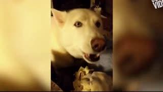 哈士奇吃瓜视频搞笑