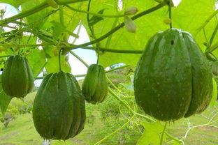 瓜瓜吃瓜作品结构赏析,作品结构解析与艺术魅力探究