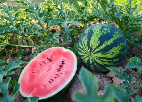 吃瓜群众在线吃瓜小说,揭秘网络小说中的吃瓜众生相