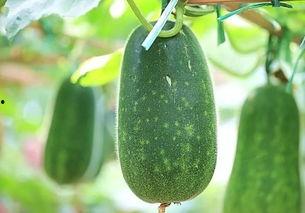 最热的瓜51吃瓜