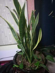 滕州中介租房吃瓜,一桩吃瓜群众的围观事件