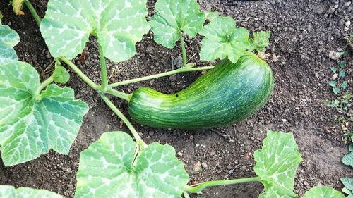 哺乳可以吃瓠瓜吗,哺乳期妈妈能否安心享用瓠瓜美味？