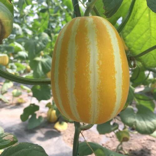 老洋瓜怎么吃,解锁传统美食新体验