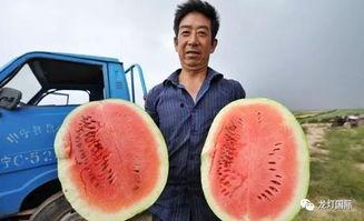 西瓜群众吃大瓜,共享大瓜的甜蜜时刻