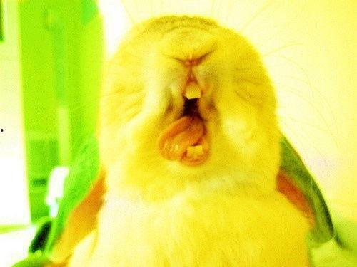 恶搞兔子吃瓜,欢乐无限笑翻天