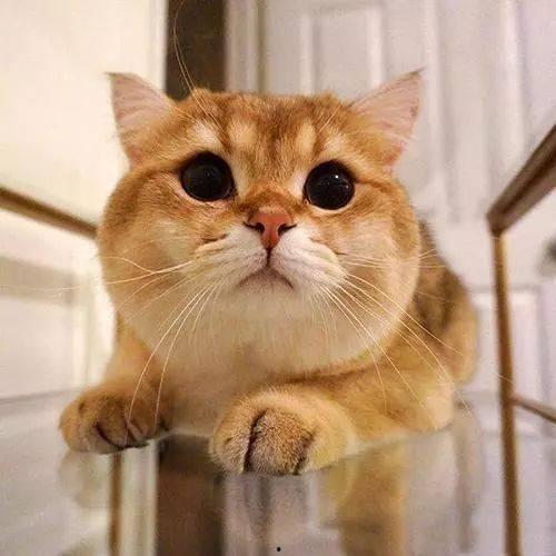 金渐层吃瓜图片