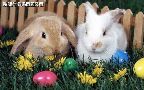 兔子吃瓜吃疯了图片,萌态十足引网友热议