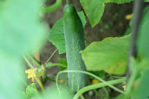 天太热请吃瓜,天太热，请吃瓜！