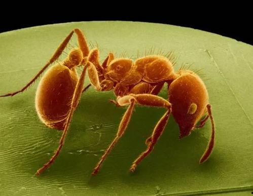 蚂蚁脚趾改造吃瓜,创新吃瓜新体验