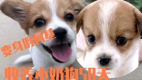 小柯在线吃瓜,揭秘娱乐圈幕后故事