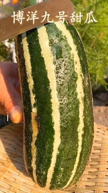 脆瓜熟了怎么吃,美味多变的食用攻略