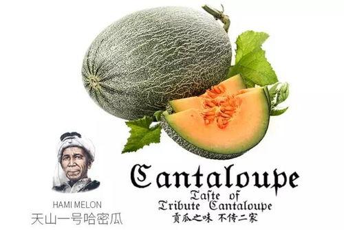 吃瓜号推荐免费,免费获取热门资讯的秘诀大公开