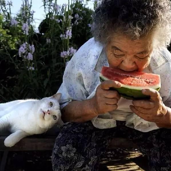 猫子婆婆吃瓜了