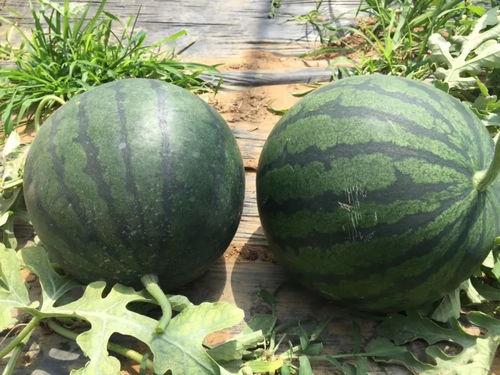 吃瓜了合集,揭秘娱乐圈那些不为人知的幕后故事