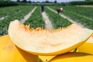 甘肃游客吃蜜瓜