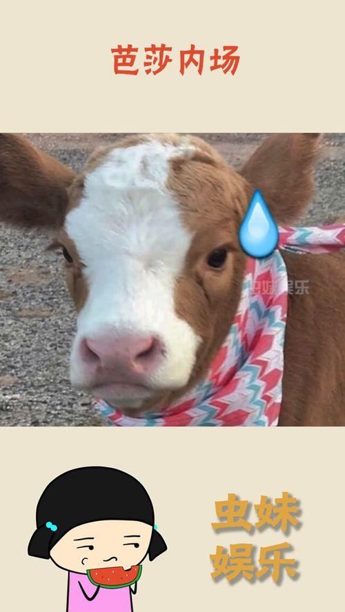 抖音吃瓜大哥,揭秘娱乐圈幕后真相