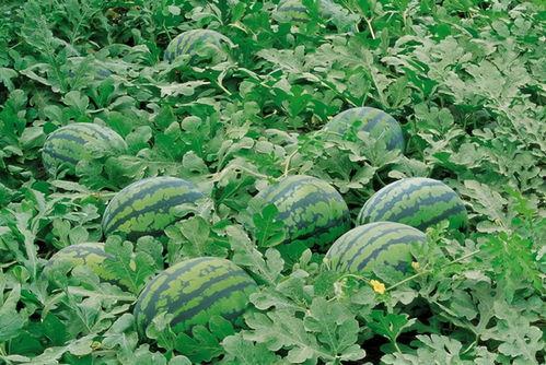 河北邯郸魏县吃瓜,探寻河北邯郸的甜蜜诱惑