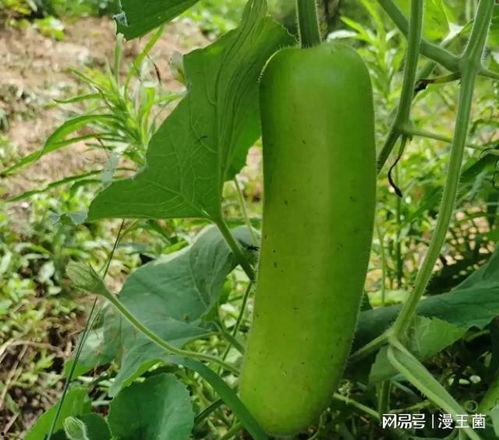 怎么获得动作吃瓜,轻松获取热门影视资讯的秘诀