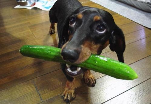 狗可以吃伊丽莎白瓜吗,伊丽莎白瓜对狗狗的安全性解析