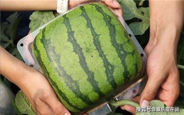 吃瓜看结果,结果揭晓背后的故事