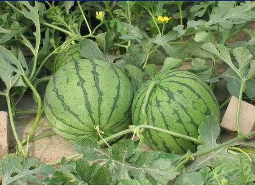 丰县沛县吃瓜事件,揭秘背后真相与反思